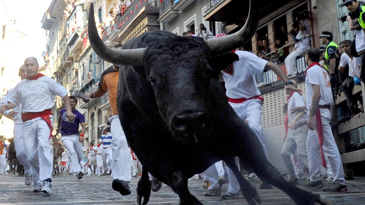 A fighting bull at the San Fermín running-of-the-bulls in Pamplona, Spain.